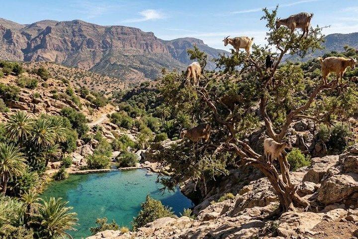 Paradise Valley & Goats on Trees Day Trip from Agadir