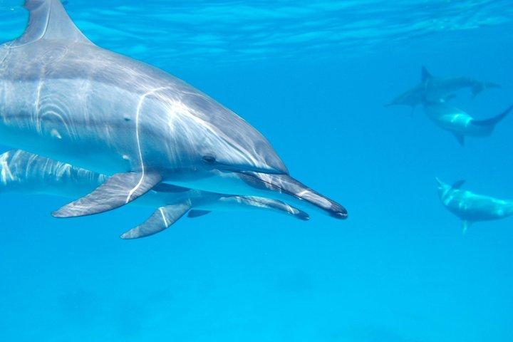 Mnemba Island Snorkeling and Kendwa Beach Tour