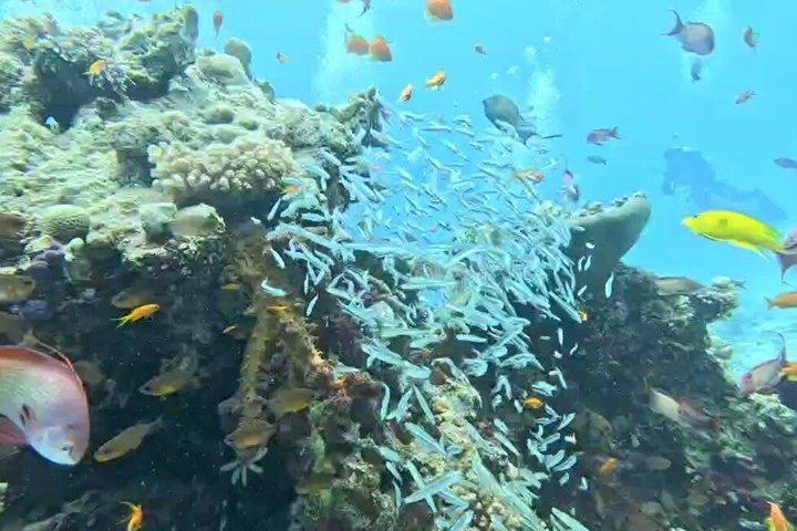 ハルガダ紅海ダイビング＆シュノーケリング日帰り旅行