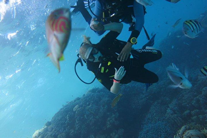 ハルガダ紅海ダイビング＆シュノーケリング日帰り旅行