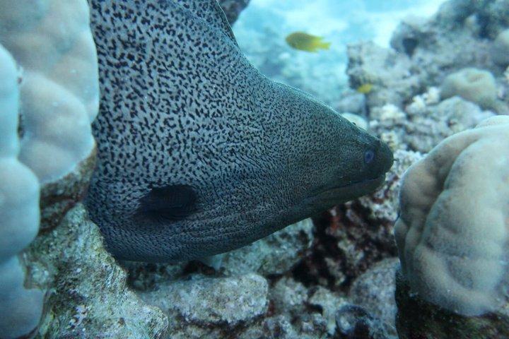 ハルガダ紅海ダイビング＆シュノーケリング日帰り旅行