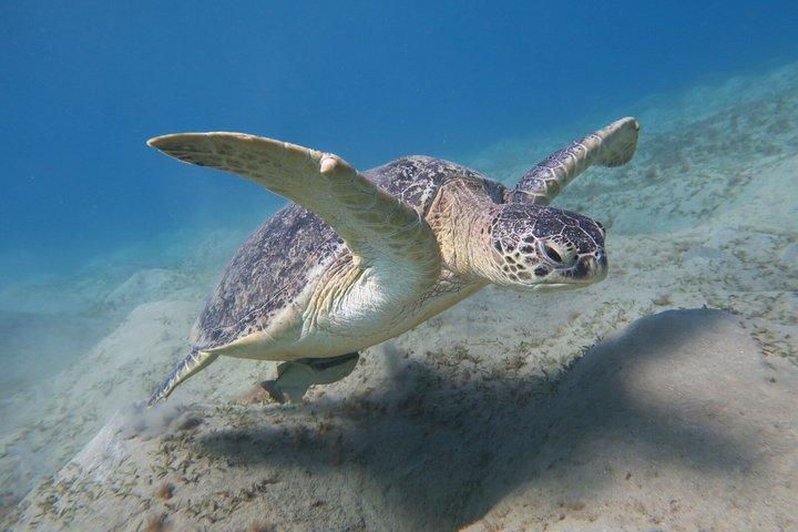 ハルガダ紅海ダイビング＆シュノーケリング日帰り旅行