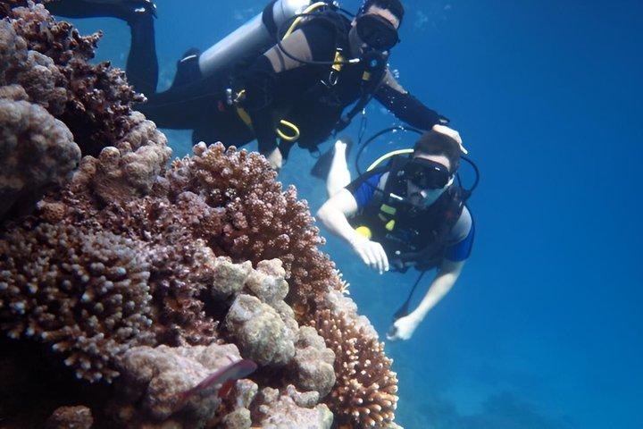 ハルガダ紅海ダイビング＆シュノーケリング日帰り旅行