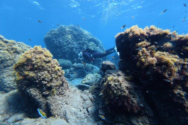 Private Beginner Try Dive with Collection and Photos