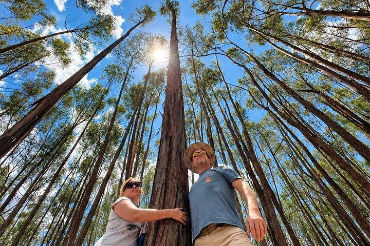 サン・ペドロ市場、コリカンチャ、4つの遺跡を巡るプライベート市内観光ツアー