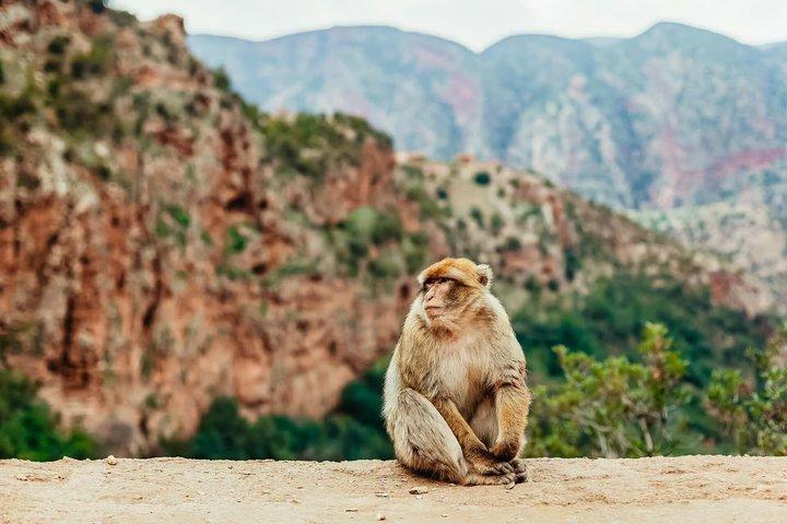 Marrakech: Ouzoud Waterfalls Guided Day Trip with Boat Ride