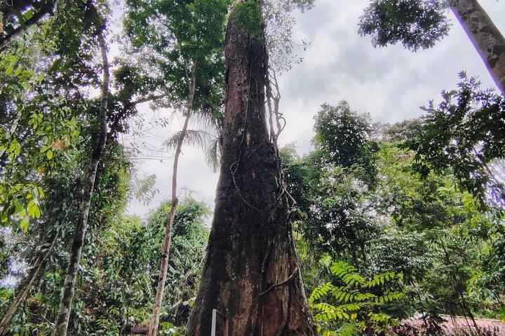 Tour at the MUSA – Amazon Museum in Manaus Amazon Experience