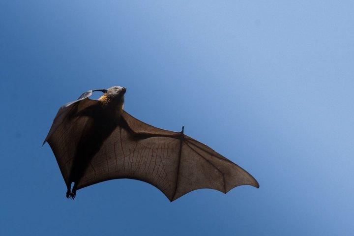 Sydney Guided Wildlife Walk Explore Birds and Nature