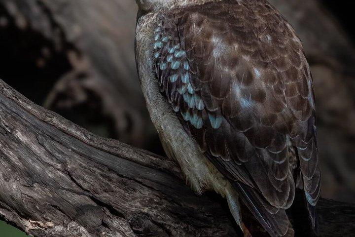 Sydney Guided Wildlife Walk Explore Birds and Nature