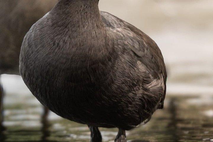 Sydney Guided Wildlife Walk Explore Birds and Nature