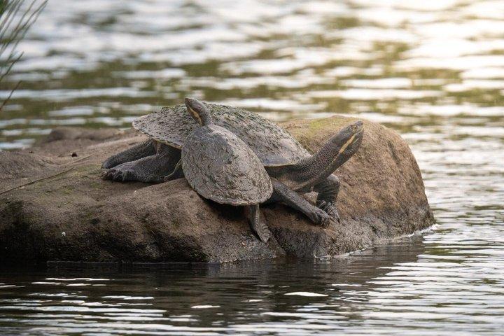 Sydney Guided Wildlife Walk Explore Birds and Nature