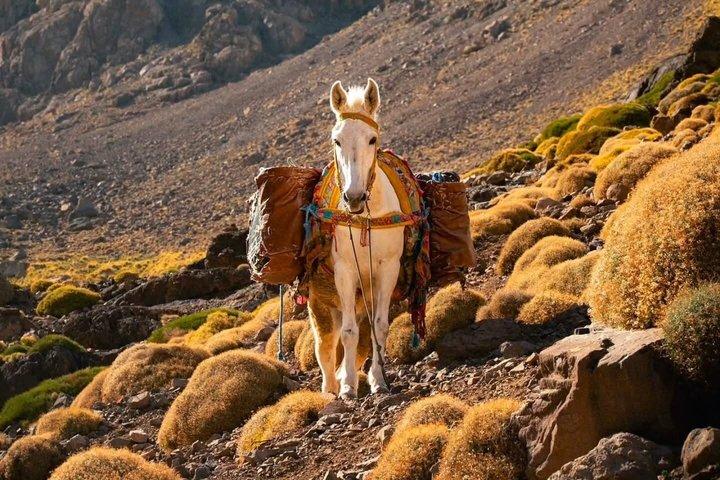 Private 2 Day Mount Toubkal Trek from Marrakech With Local Guide