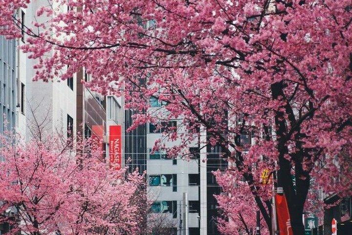 Explore Tokyo Robot cafe Experience and Nihonbashi Tour