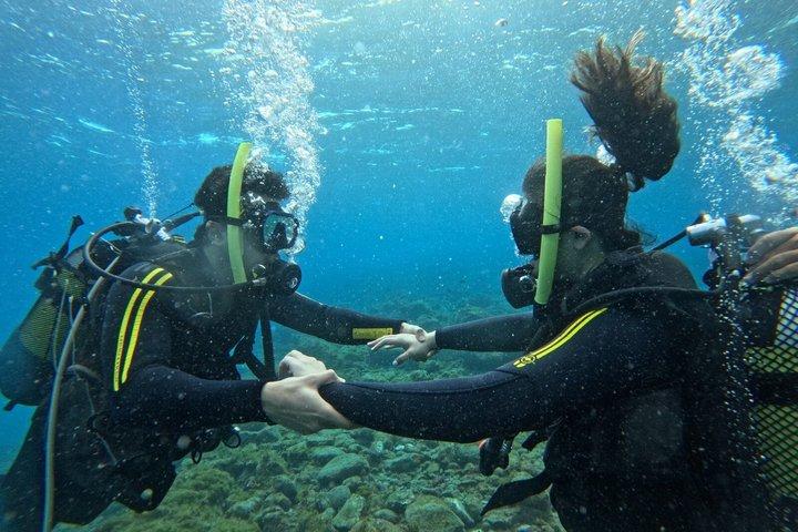 テネリフェ：自然のウミガメの生息地での初ダイビング