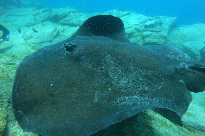 テネリフェ：自然のウミガメの生息地での初ダイビング