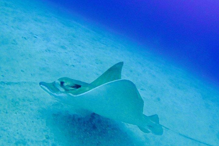 テネリフェ：自然のウミガメの生息地での初ダイビング