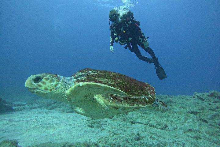 テネリフェ：自然のウミガメの生息地での初ダイビング