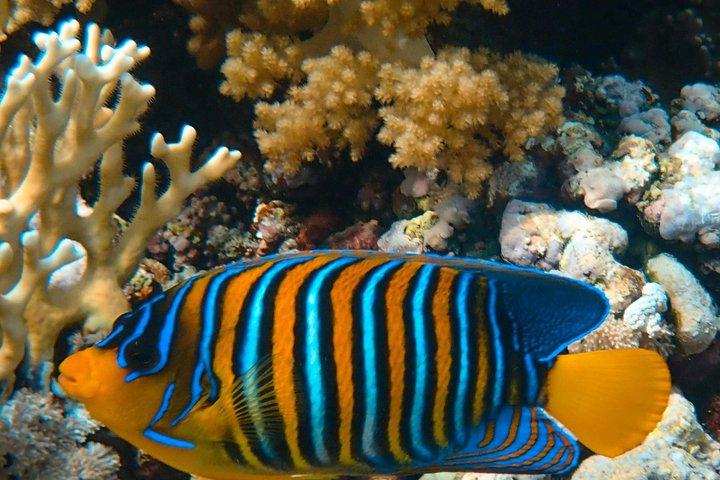 Dykning , snorkling och simning i Jedda