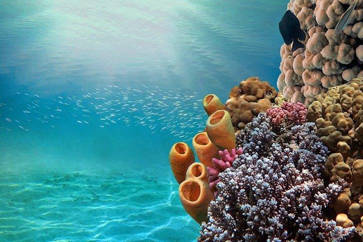 From Sharm: Ras Mohammed Snorkeling Trip, Magic Lake & Allah Gate