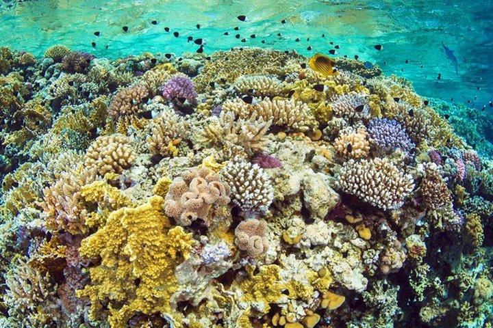 From Sharm: Ras Mohammed Snorkeling Trip, Magic Lake & Allah Gate