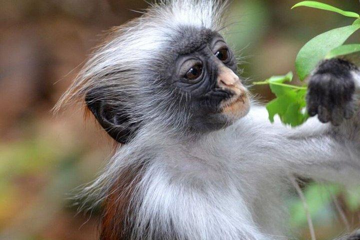 ジョザニ森林公園のウミガメとザ・ロックへのザンジバルプライベートツアー
