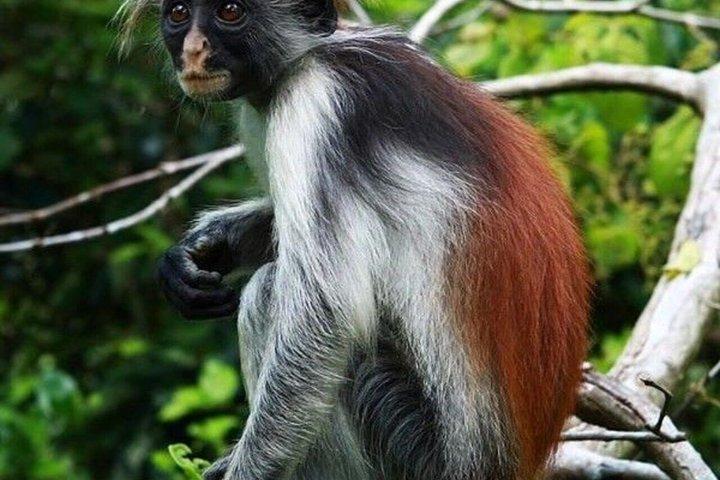 ジョザニ森林公園のウミガメとザ・ロックへのザンジバルプライベートツアー