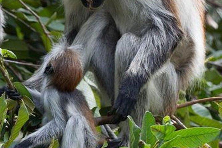 ジョザニ森林公園のウミガメとザ・ロックへのザンジバルプライベートツアー