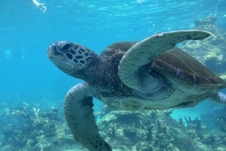 ジョザニ森林公園のウミガメとザ・ロックへのザンジバルプライベートツアー