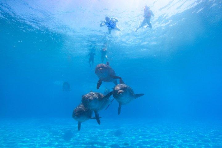 Dolphin Encounter in Cabo with Transportation Included