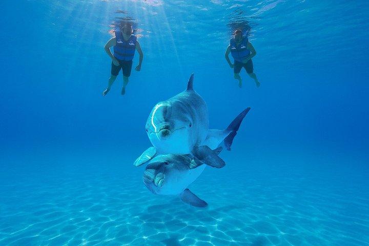 Dolphin Encounter in Cabo with Transportation Included
