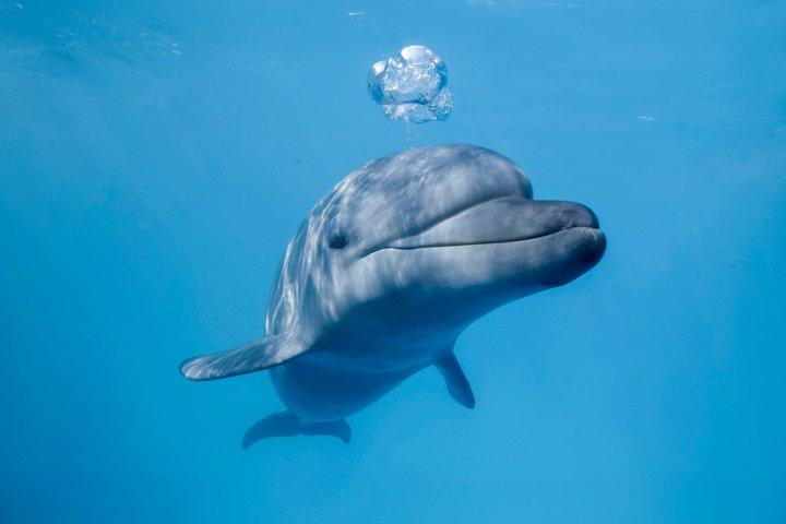 Dolphin Encounter in Cabo with Transportation Included