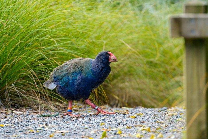 ゼアランディア・バイ・デイ：少人数制のネイティブフォレスト＆野生動物ツアー