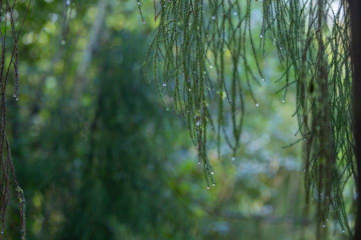 森林の秘密を巡る少人数ツアー：ゼアルディアの植物の物語