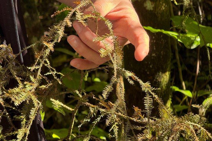 森林の秘密を巡る少人数ツアー：ゼアルディアの植物の物語