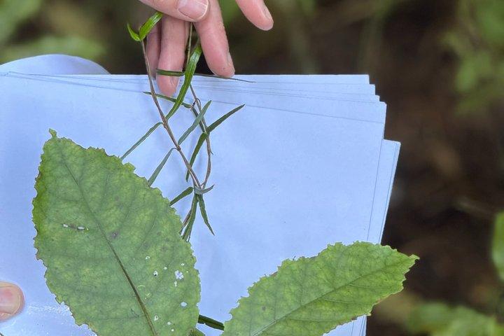 森林の秘密を巡る少人数ツアー：ゼアルディアの植物の物語