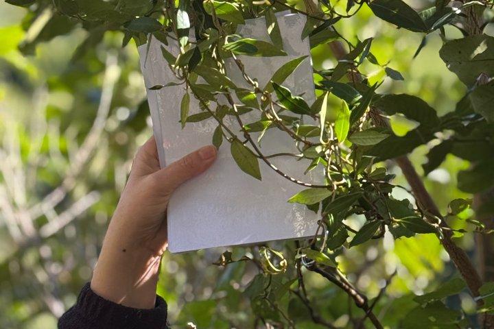森林の秘密を巡る少人数ツアー：ゼアルディアの植物の物語
