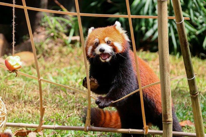 成都パンダ谷：ジャイアントパンダとレッサーパンダの餌やり写真