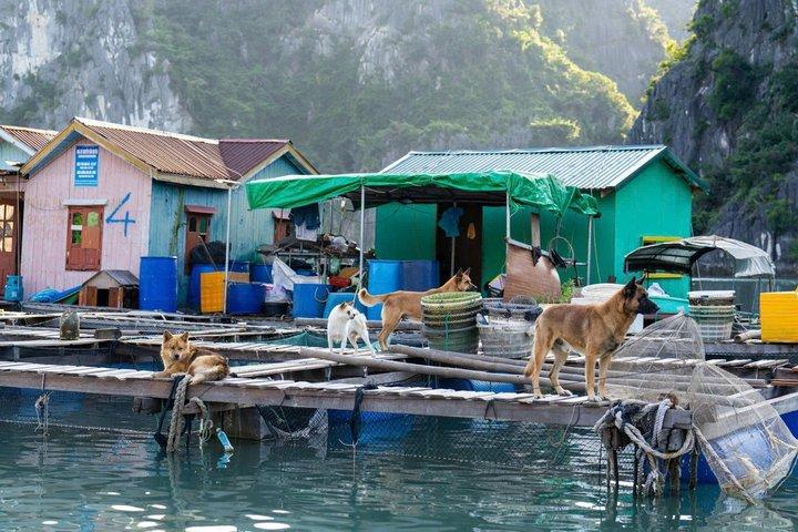 3日間アテナプレミアム6つ星クルーズ ハロン湾およびバイ・トゥロン湾