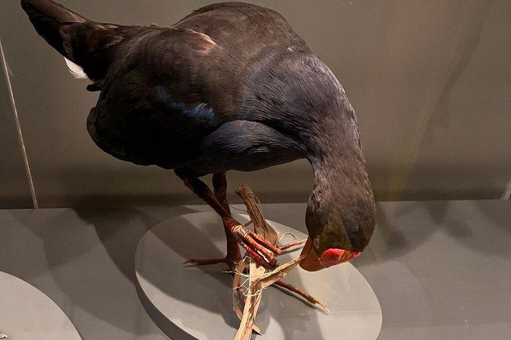 オークランド博物館 歴史 文化 自然遺産体験