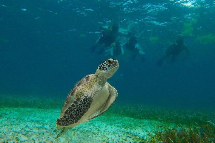 Costa Maya Snorkeling with Sea Turtles and 4x4 Excursion