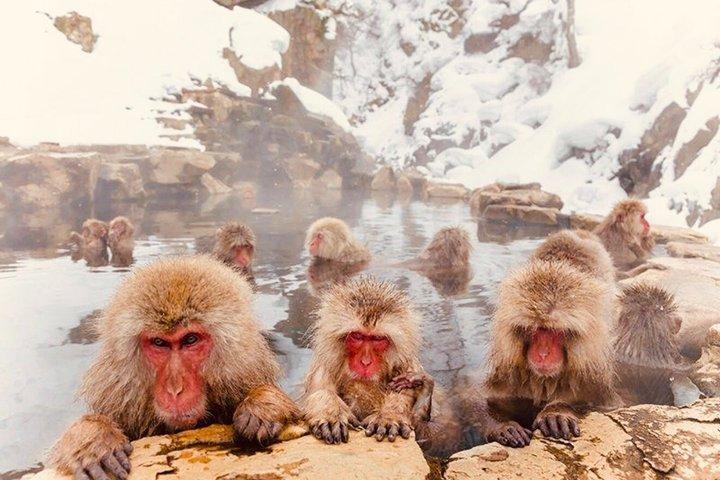 東京から長野へのスノーモンキープライベートカスタマイズツアー