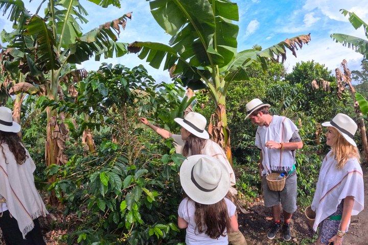 Cocora Valley + Traditional Coffee & Salento