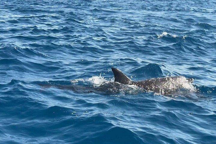 4-Hour Private Speedboat Trip to Dolphin House & White Island