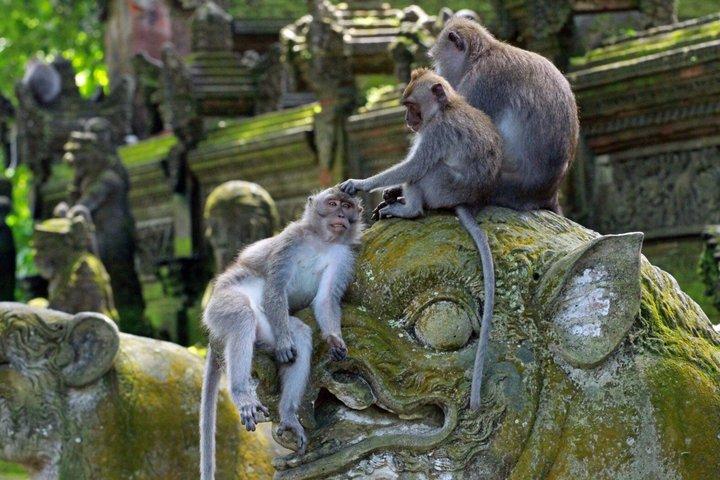 Ubud Adventure All Inclusive Private Day Tour