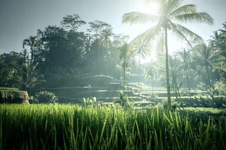 Ubud Adventure All Inclusive Private Day Tour