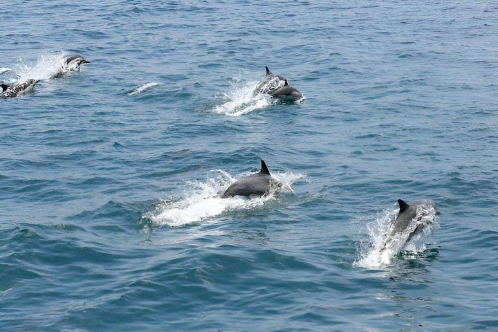 モスクート：2時間のイルカウォッチングと歴史的な海岸線ボートツアー