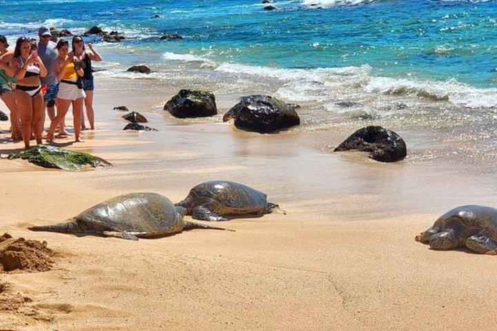 Oahu Fun Circle Eilandootour: 32 Bezienswaardigheden, 10 Stops & Schildpadden