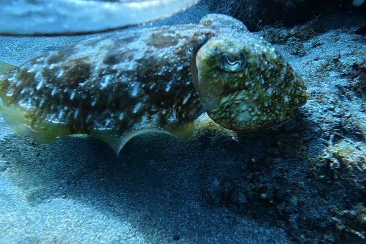 Private Beginner Try Dive with Collection and Photos
