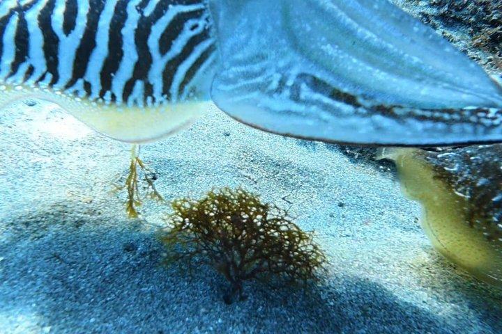 Private Beginner Try Dive with Collection and Photos