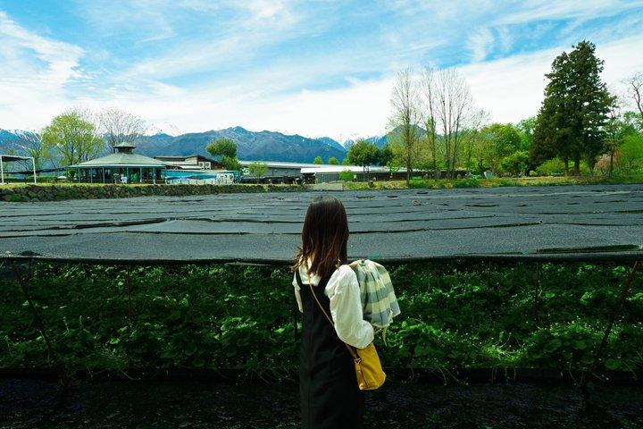 Matsumoto Everything Tour: Castle, Miso, Wasabi, Wine & Ukiyo-e